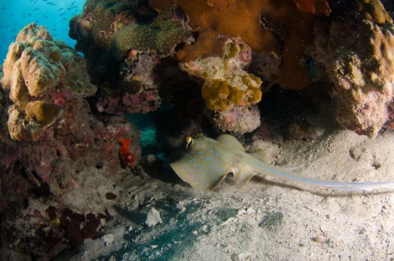 koh-chang-1-day-diving-trip