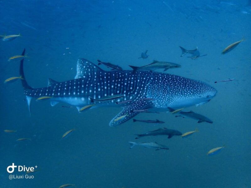 koh-chang-1-day-diving-trip