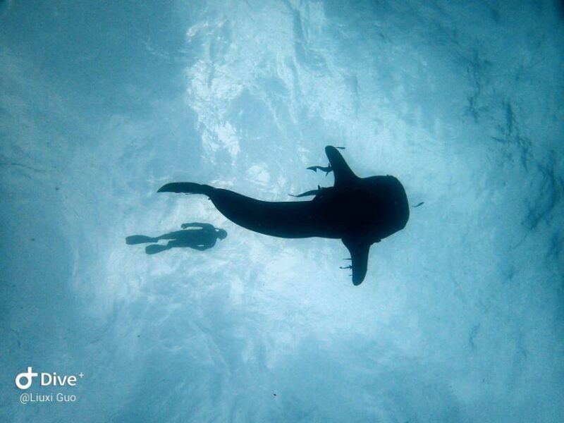 koh-chang-1-day-diving-trip
