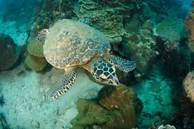 koh-chang-1-day-diving-trip