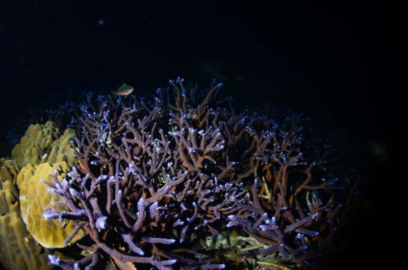 Koh Chang: 2-Day PADI Advanced Open Water Course - Key Points