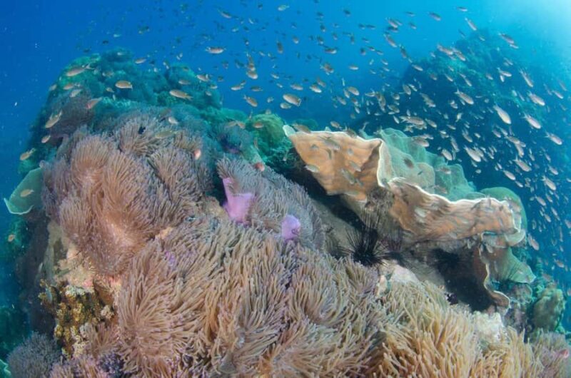 Koh Chang: 3-Day PADI Open Water Scuba Dive Course - What’s this experience all about?