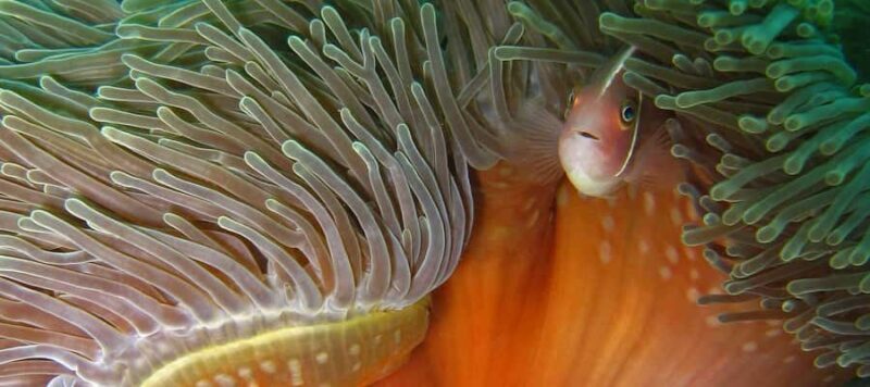 Koh Chang: Discover Scuba Diving for Beginners with 2 Dives - FAQ