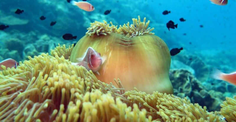 koh-chang-full-day-reefs-or-wreck-sites-snorkeling-trip