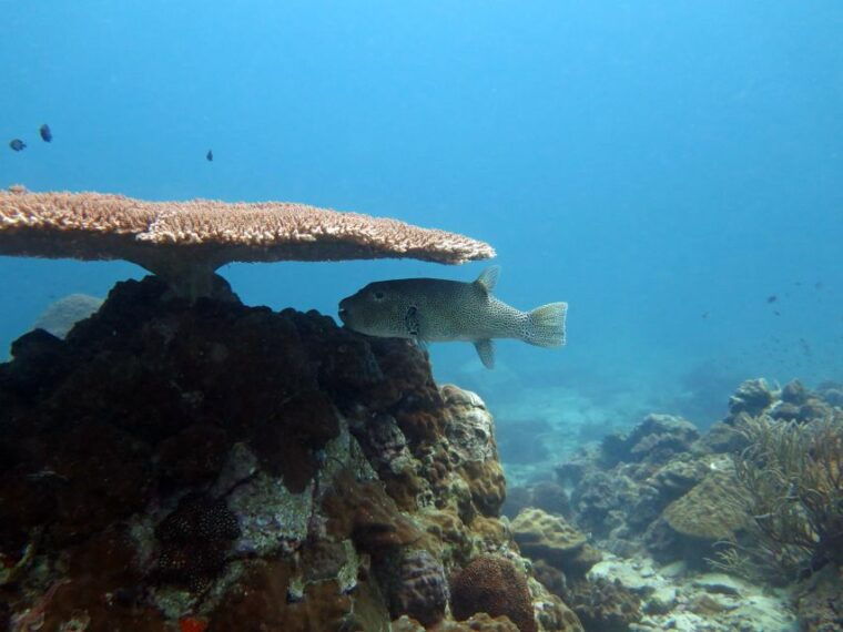 koh-chang-full-day-reefs-or-wreck-sites-snorkeling-trip