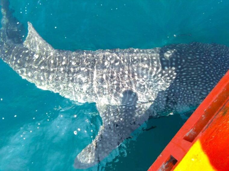 koh-chang-full-day-reefs-or-wreck-sites-snorkeling-trip