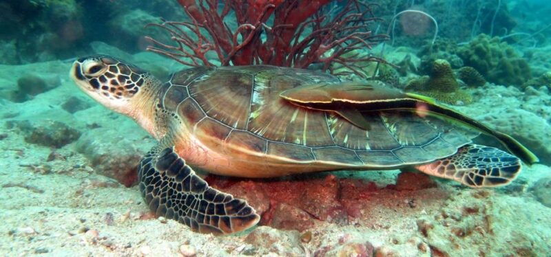 koh-chang-half-day-scuba-diving-from-speedboat