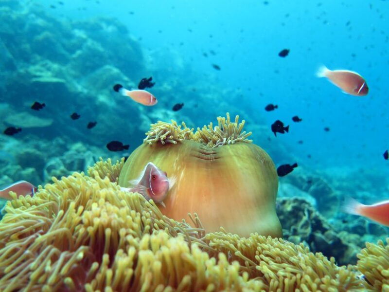 koh-chang-half-day-scuba-diving-from-speedboat