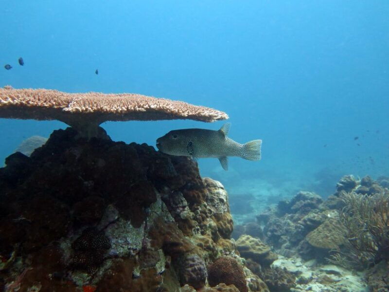 koh-chang-half-day-scuba-diving-from-speedboat