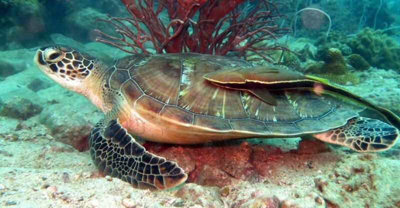 koh-chang-half-day-snorkeling-adventure-on-a-speedboat