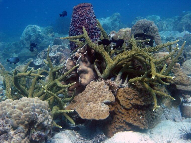 koh-chang-half-day-snorkeling-adventure-on-a-speedboat