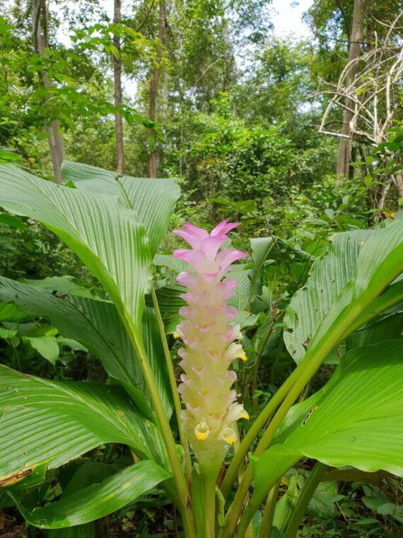 koh-ker-beng-mealea-and-floating-village