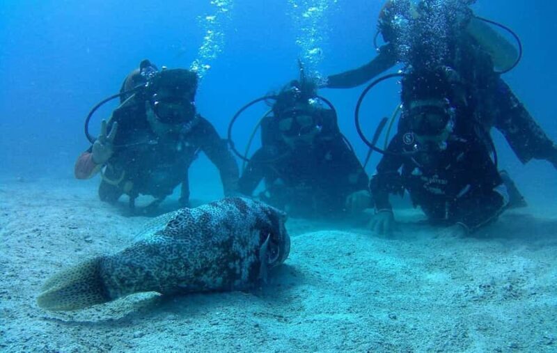 Koh Kood: Discover Scuba Diving for Beginners with 2 Dives - Key Points