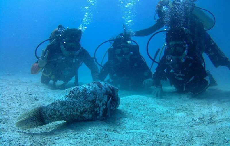 koh-kood-discover-scuba-diving-for-beginners-with-2-dives