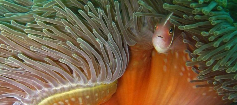 koh-kood-discover-scuba-diving-for-beginners-with-2-dives