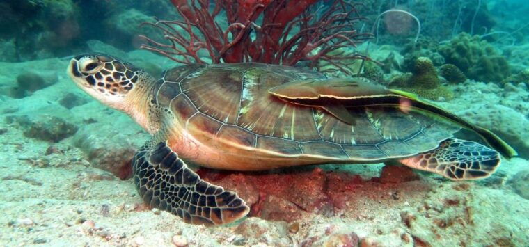 koh-kood-discover-scuba-diving-for-beginners-with-2-dives