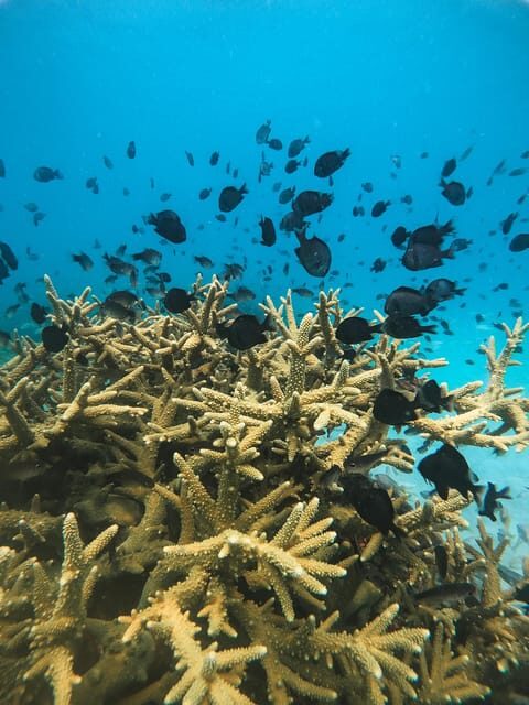 Koh Kood or Koh Rang: Snorkeling trip with lunch & transfer - An overview of the experience