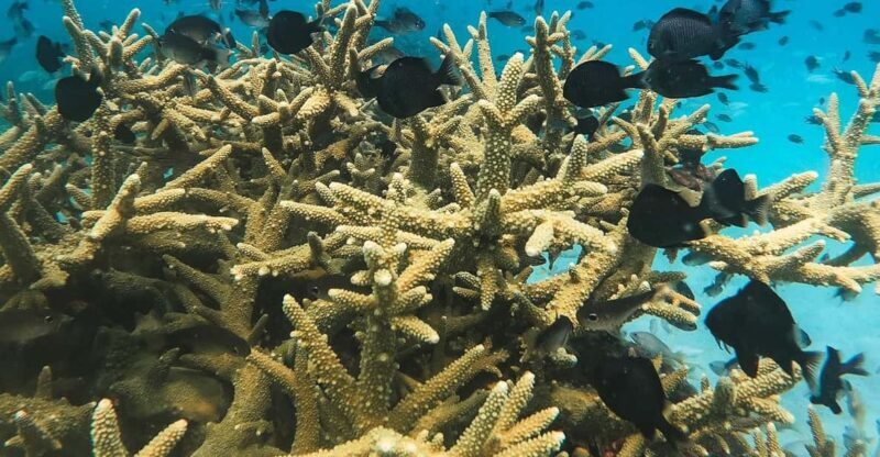 Koh Kood or Koh Rang: Snorkeling trip with lunch & transfer - What you’ll encounter beneath the surface