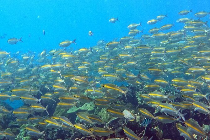 Koh Kood Snorkeling Speedboat Tour with Lunch and Transfer - Practical Information