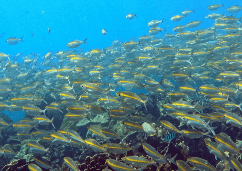 koh-kood-snorkeling-speedboat-tour-with-lunch-and-transfer