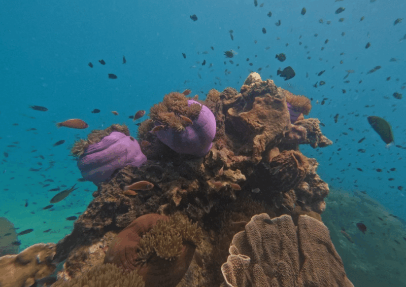 koh-kood-snorkeling-speedboat-tour-with-lunch-and-transfer