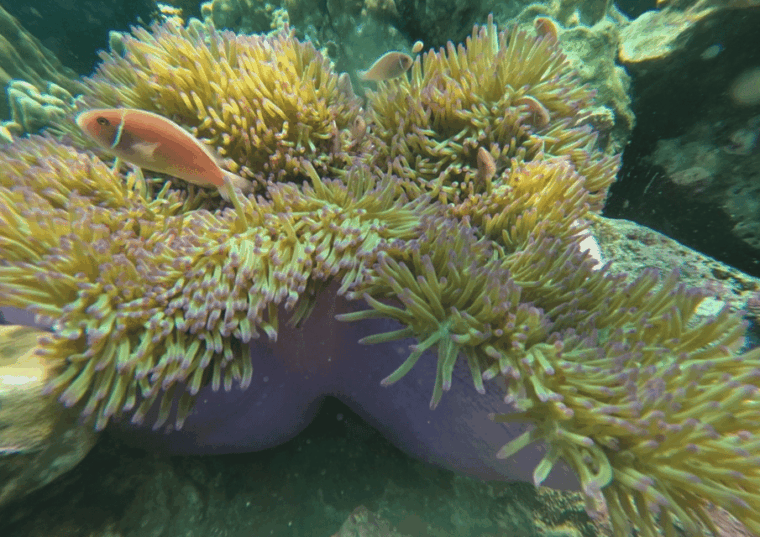 koh-kood-snorkeling-speedboat-tour-with-lunch-and-transfer