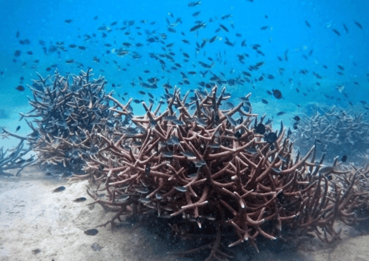 koh-kood-snorkeling-speedboat-tour-with-lunch-and-transfer