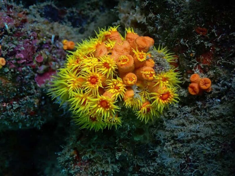 Koh Lanta: Koh Kradan 4 Islands Tour with Lunch & Snorkel - FAQ