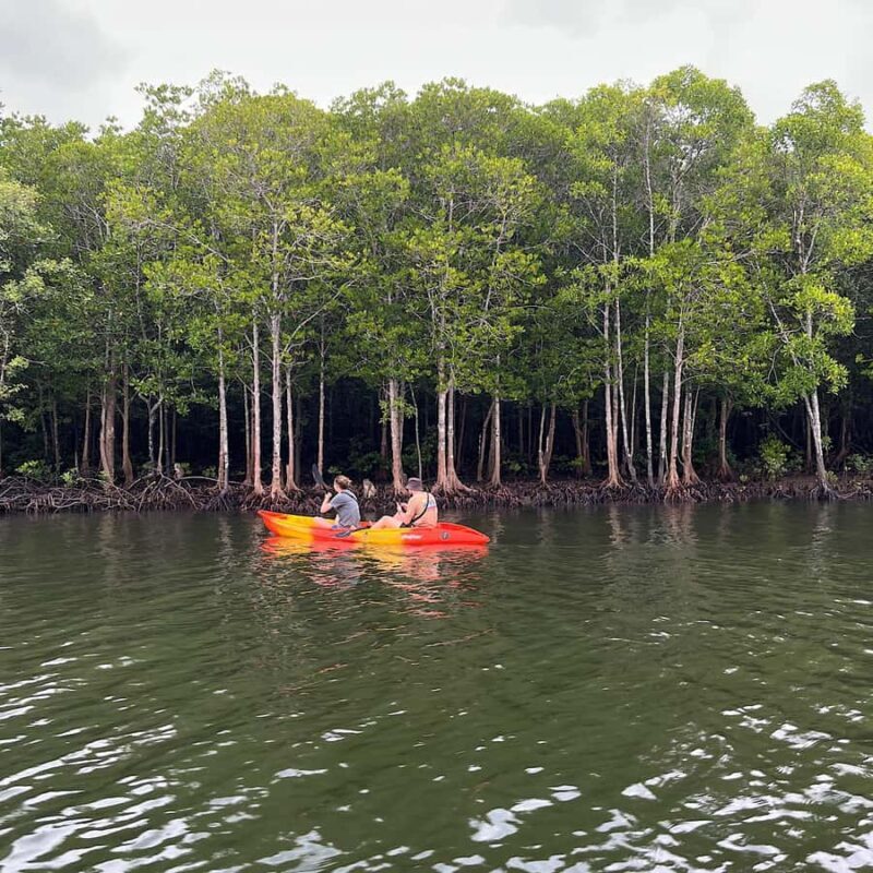 Koh Lanta: Mangrove Kayaking Tour with Hotel Pickup & Lunch - What to Expect from the Tour