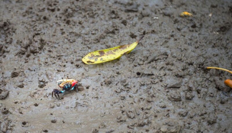 Koh Lanta: Sea Cave Kayaking and Talabeng Island Tour - Final Thoughts
