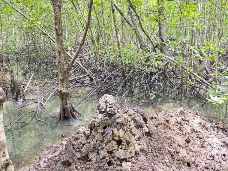 koh-lantamangrove-elephant-camp-half-day-tour