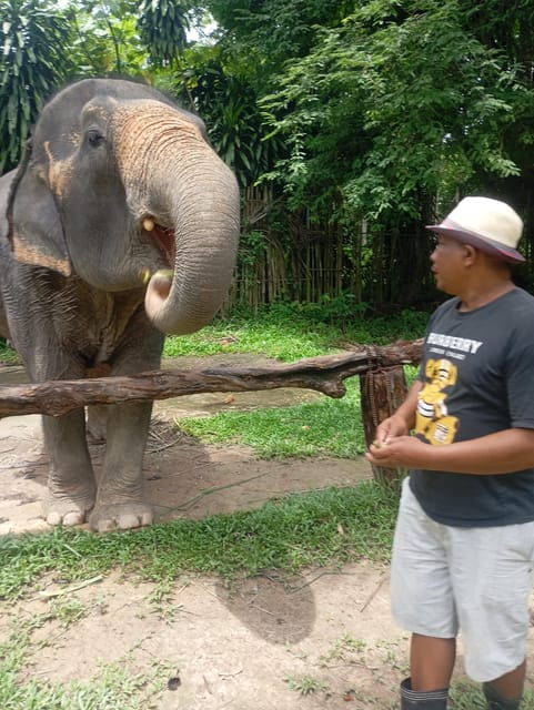 koh-lantamangrove-elephant-camp-half-day-tour