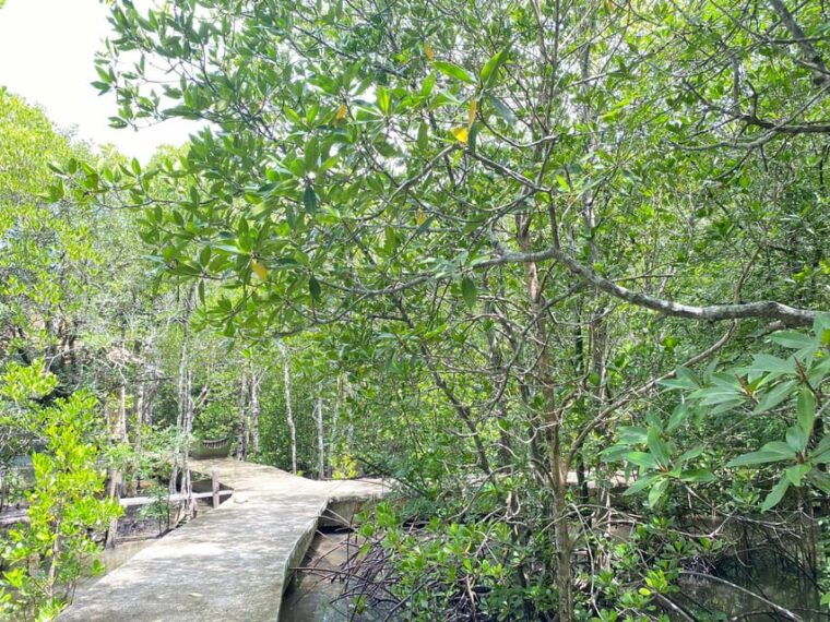 koh-lantamangrove-elephant-camp-half-day-tour