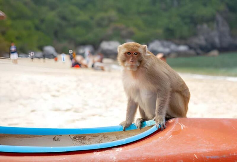 Koh Larn Monkey Beach Guided Tour and Watersports - Starting the Journey: From Pattaya or Bangkok