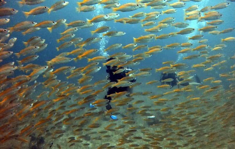 Koh Lipe: Discover SCUBA Diving - Half Day Tour - 1 Dive - The Sum Up