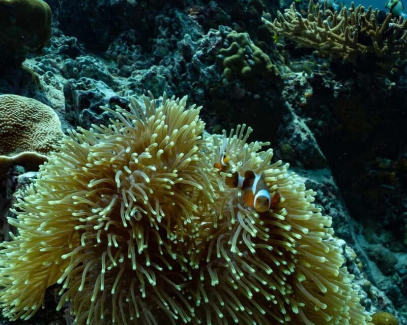 Koh Lipe: Fun Dive for Certified Divers - Introduction to the Koh Lipe Fun Dive Tour