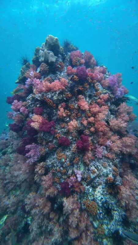 Koh Lipe: Half-Day Snorkeling (Morning/Afternoon/Sunset) - Key Points