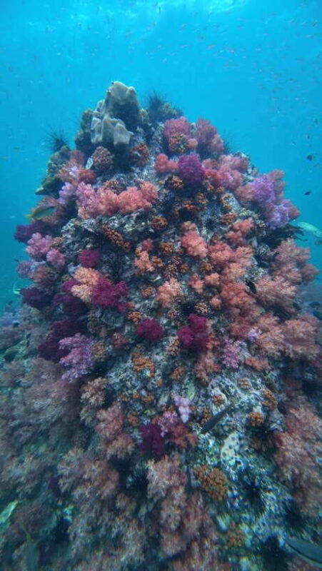 koh-lipe-half-day-snorkelling-trip-to-4-islands-5-points