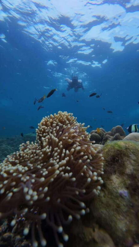 koh-lipe-half-day-snorkelling-trip-to-4-islands-5-points