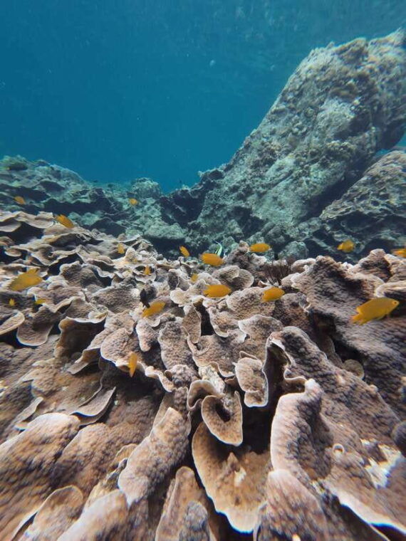 koh-lipe-half-day-snorkelling-trip-to-4-islands-5-points