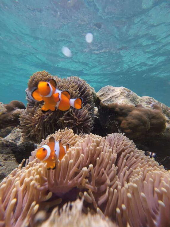 koh-lipe-half-day-snorkelling-trip-to-4-islands-5-points