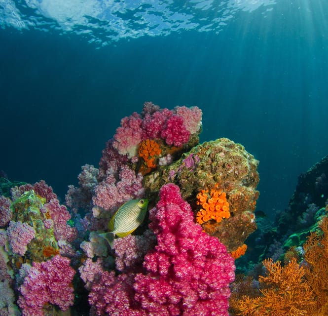 koh-lipe-island-hopping-by-private-longtail-boat-w-snorkel