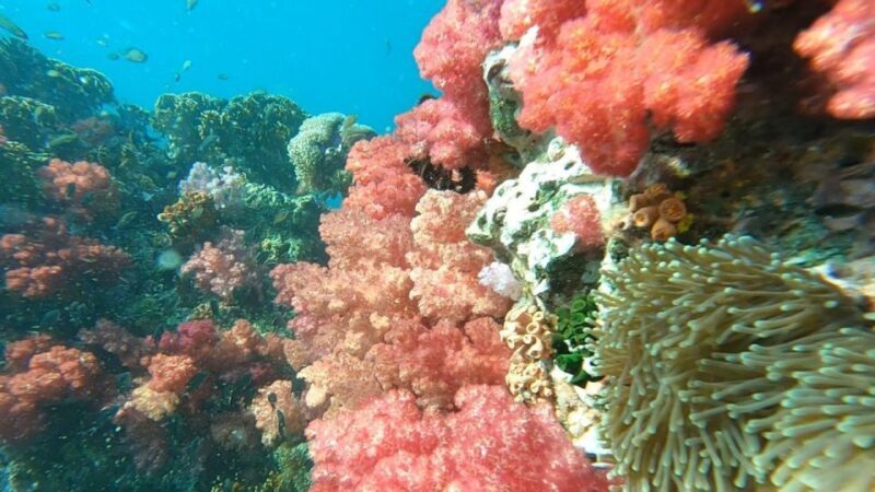 Koh Lipe: Longtail Boat Snorkeling Trip Program A - Practical Considerations