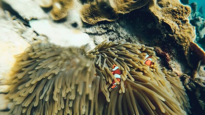 Koh Lipe: Longtail Boat Snorkeling Trip Program A - Who Will Love This Tour?