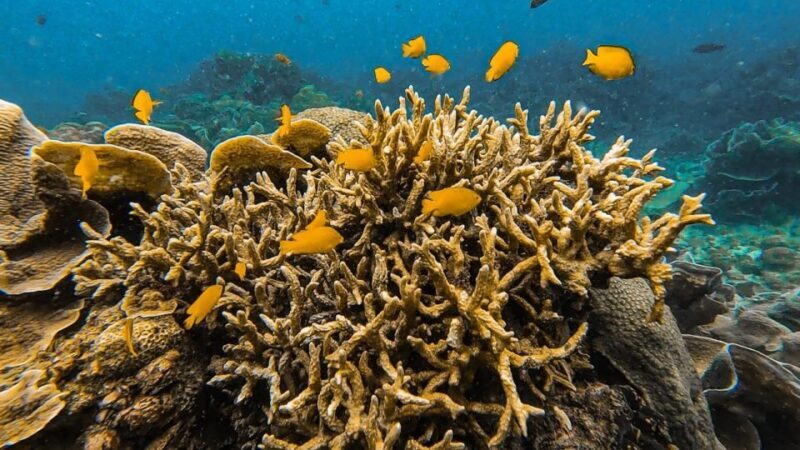 Koh Lipe: Longtail Boat Snorkeling Trip Program A - Final Thoughts