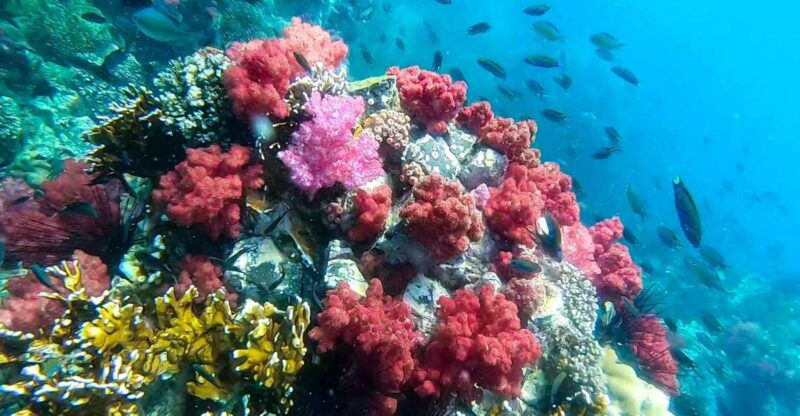 koh-lipe-longtail-boat-snorkeling-trip-with-lunch