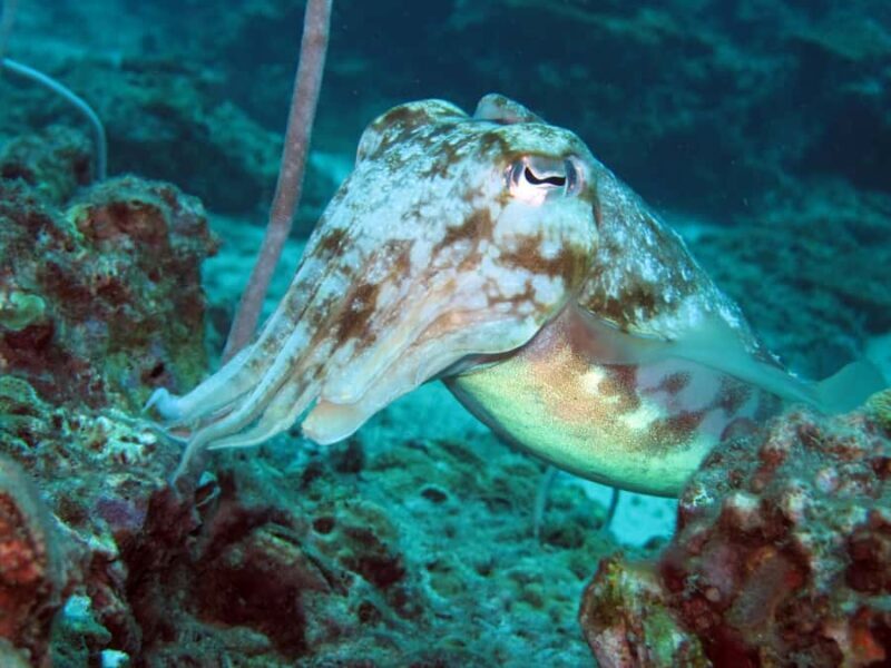 Koh Lipe: Marine Park Guided Scuba Tour for Certified Divers - Introduction to the Koh Lipe Marine Park Guided Scuba Tour