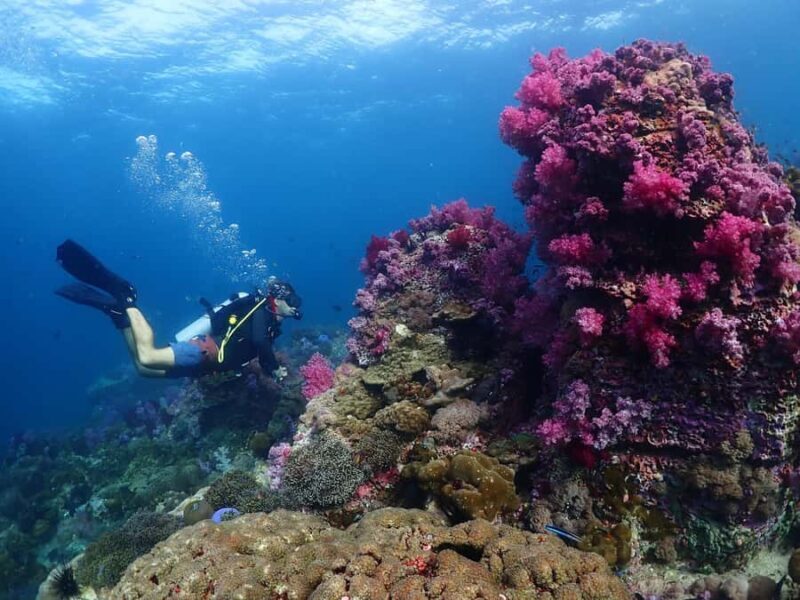 Koh Lipe: Marine Park Guided Scuba Tour for Certified Divers - The Value of the Experience