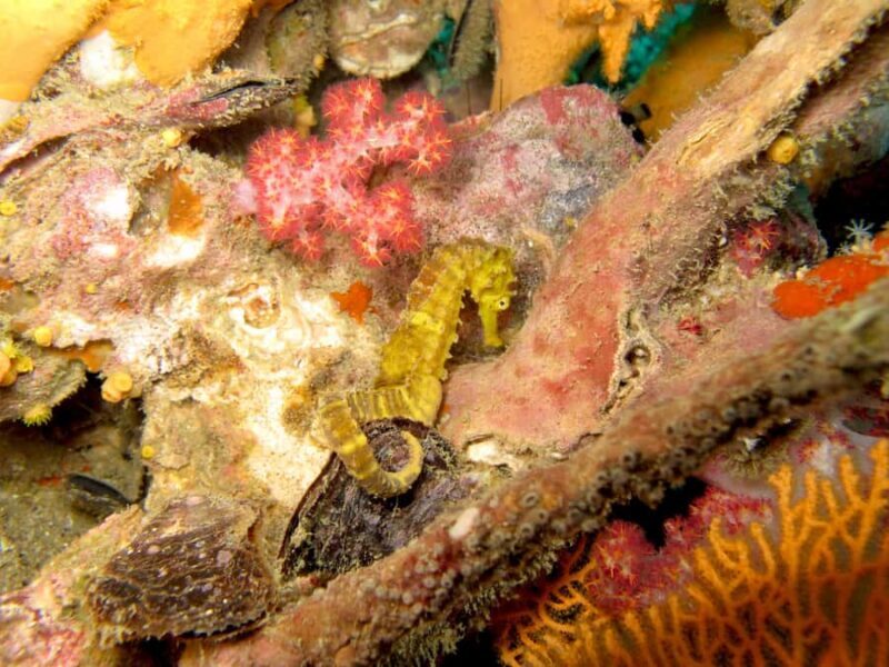 Koh Lipe: Marine Park Guided Scuba Tour for Certified Divers - Who Will Love This Tour?