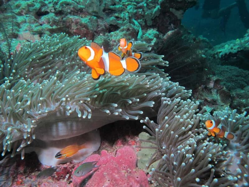 Koh Lipe: Marine Park Guided Scuba Tour for Certified Divers - FAQ